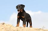 BEAUCERON - PUPPIES 127